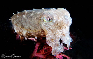 Juvenile Broadclub Cuttlefish/Photographed with a Canon 6... by Laurie Slawson 